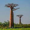Generic Fresh 10 stuks baobab tropische gigantische plantzaden voor het planten van lichtgroen