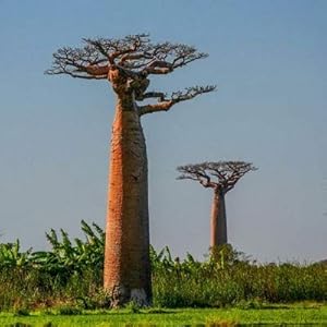 Generic Fresh 10 stuks baobab tropische gigantische plantzaden voor het planten van lichtgroen
