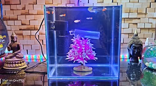 Image of Parko Home Decoration Turtle Aquarium Tank Beautiful Fashion Clear Glass Mini Fish Tank Aqua Habitat Aquarium Tank Only (Colour May Vary)