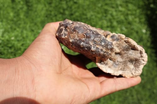Image of Ammonite Mammites Nodosoides Ammonite Fossil Rare Ammonite Fossil Natural Fossil from Morocco A21