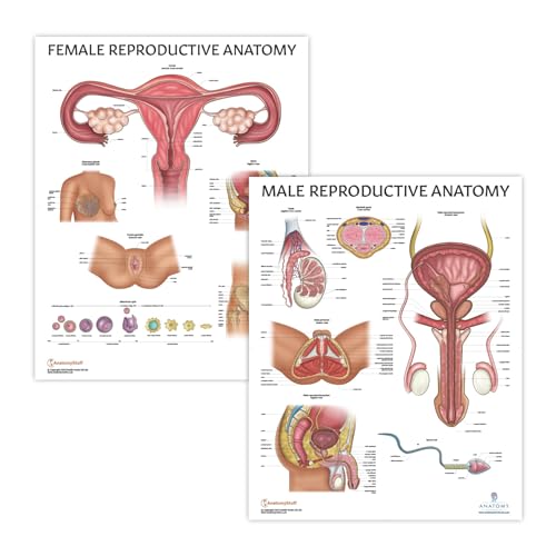 Image of Anatomy Lab Male and Female Reproductive System Anatomy Poster Set | 2 PACK LAMINATED, 17.3 x 22.5 Inches