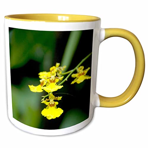 3dRose Singapore, Dancing Lady Orchid flower 11oz Two-Tone Yellow Mug