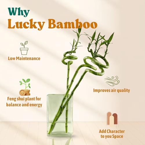 Image of Amulya Farms Set of 3 Live Bamboo Stick 50 cms with Organic Fertiliser | Indoor Vastu Plants for Home, Living Room, Office desk & Kitchen Decoration | Dancing Stems | Feng Shui |