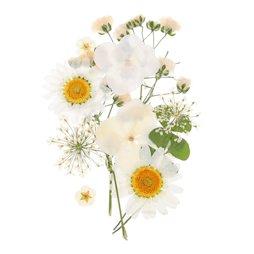 Flores Secas Prensadas PATIKIL Pack de 10 Pcs Blanco miniatura 1