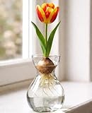 Banja Luka Tulip Bulb and Forcing Vase Gift Set - Ready to Grow Indoors, Just Add Water (1 Bulb + 1 Vase) - Perfect Holiday, Office, Neighbor & Hostess Gift - Gift for Party Host