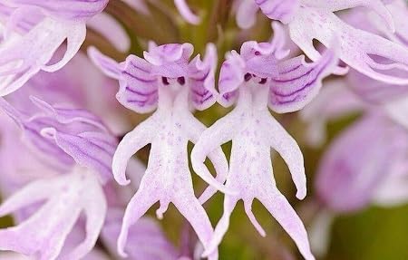 Naked Man Orchid Flower Seeds 50pcs Mixed