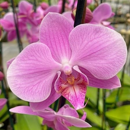 100 piezas de semillas de flores de orquídeas Phalaenopsis frescas de color rosa