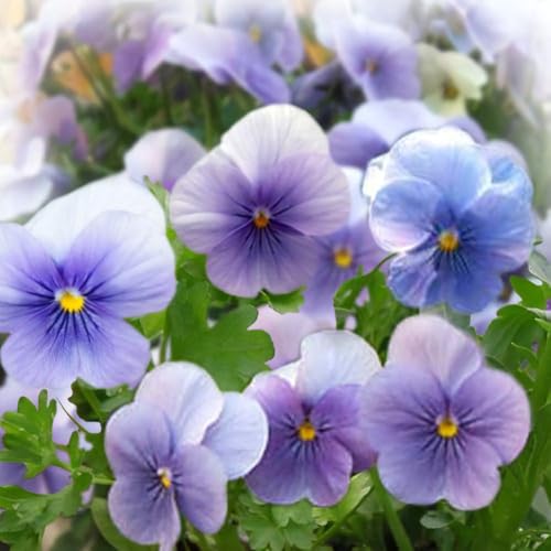 [World Fantasy Garden] 苗 ビオラ ビビ クリアライトブルー 2鉢セット 3.5号 【お届け中】 一年草 viola 小輪系 常緑 イングリッシュガーデン 花苗のサムネイル