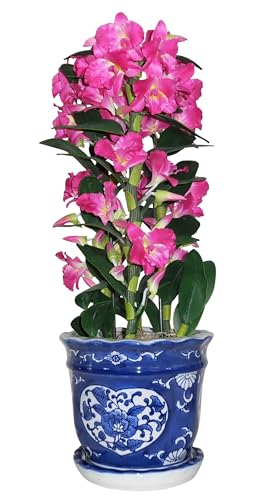 Ԃ̌Ӓ/m ugbh X^C/fUCvG}(C) CeAt[ (fhrE-S3{ /bh)