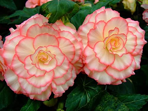 Radha Krishna Agriculture® Variety Begonia cream with pink border flower bulbs easy Growing For All Season Gardening Pack of 2 (B0BSH7L4HK) Amazon Price History, Amazon Price Tracker