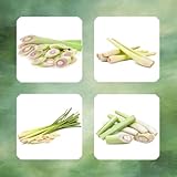 200 Pc Semillas De Limoncillo Orgánicas - Semillas De Limoncillo Balcón De Camas De Hierbas, Plantas De Salón. Semillas De Plantas De Limoncillo, Plantas En Crecimiento, Jardín De