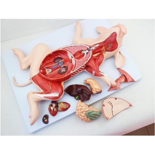 HEQIM Pig Embryo visceral Anatomy Model, Pig Anatomy Model, Divided into 10 Parts Animal Teaching Anatomy Model, Used for Medical Education Training