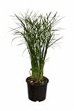 Cyperus Jela 50 cm Zyperngras Wasserpalme – dekorative Zimmerpflanze im Topf, luftreinigend, pflegeleicht & ideal für Wohnung, Büro oder Wintergarten – tropische Wasserpflanze mit Palmen-Optik