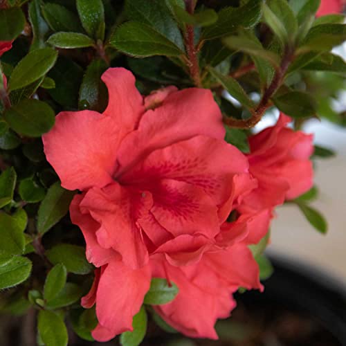 Encore Azalea Autumn Princess (1 Gallon) Pink Flowering Shrub/Full Sun Live Outdoor Live Plants - Reblooming, Spring, Summer, Fall Evergreen Perennial - Thumbnail 2