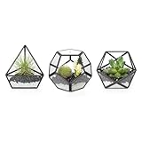 Mkono 4 Inches Mini Glass Geometric Terrarium Container Set of 3 Modern Tabletop Planter Shelves Decor Display Centerpiece for Succulent Miniature Fairy Garden Air Plant, Black(Plant Not Included)