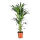 Kentia Palme Green Bubble von Trendyplants – Howea Forsteriana