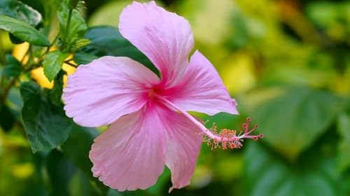 Image of Hibiscus Rosa-Sinensis Live Plant with Pot | Pink Gudhal Flowering Plant | Live Hibiscus Plant for Home Garden, Balcony & Terrace