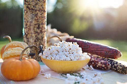 1000 Springs Mill - Non Gmo Popcorn | Healthy Snack For Microwave Or Stovetop | Bulk Dry Pop Corn Kernels | Resealable Bag | Vegan Friendly | 24Oz (Pack Of 3) #TOP5