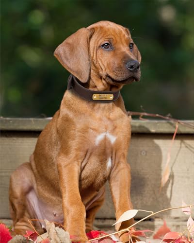 TagME Hundehalsband Personalisiert aus Leder mit Eingraviertem Hundename und Telefonnummer, Hundehalsband aus Echtem Leder für Mittlere Hunde