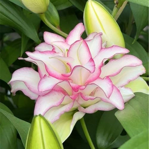 Bulbos de Lirio - Se Adaptan a Diferentes Zonas - Crecen en Jardín y -lirios bulbos- Bulbos lilium asiatico-2 Bulbos-H