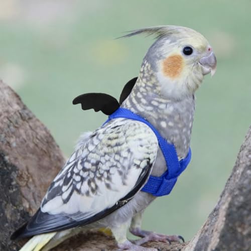 Verstellbares Geschirr für Papageien Vogel Geschirr Leine für draußen zum Trainieren von Fliegen Leine gegen Beißen elastisches Band für Vögel Papageien Kakadus Aras (Blau, S)