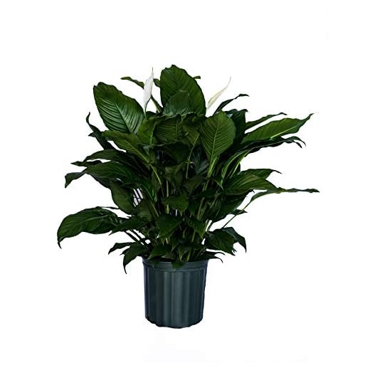 Family Grown Peace Lily in 8" Pot