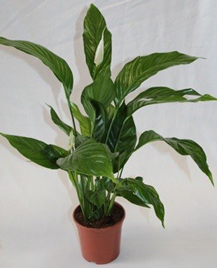 Spathiphyllum o espatifilio (Maceta 13 cm Ø) - Planta viva de interior
