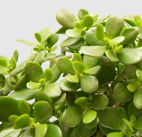 See full amazon price history chart for Live Plant Jade Plant/Crassula Ovata Ornamental Plant with Pot Live Plant Jade Plant/Crassula Ovata Ornamental Plant with Pot (B08DRNNMQH) Amazon Price History, Amazon Price Tracker