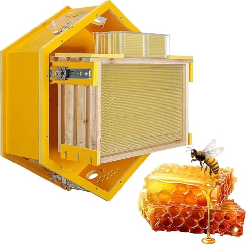 Ruche hexagonale murale avec kit 3 cadres pour amateurs d'apiculture