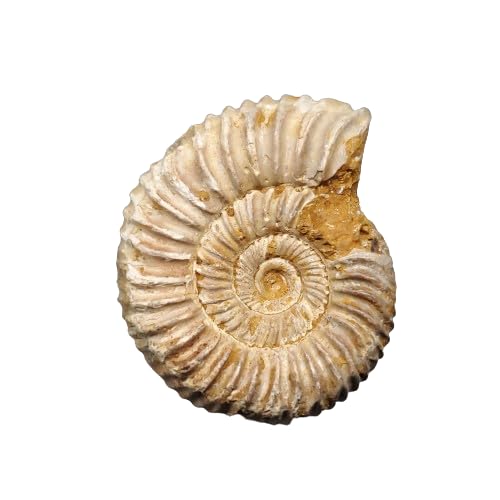 ペリスフィンクテス アンモナイト化石 – マダガスカル、トゥレアール産