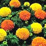 250 African Marigold CRACKERJACK Mix Tagetes Erecta Flower Seeds