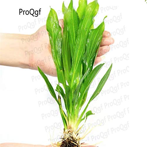 HONIC Ngryise 2 шт набор Echinodorus Major