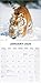 Tigers Calendar 2026 | 12 Month Wall Calendar | Avonside Publishing | Plastic Free Packaging