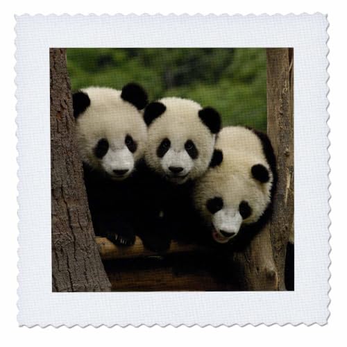 3dRose Danita Delimont - Bears - Giant Panda Bears, Wolong China Conservation, CHINA-AS07 POX0378 - Pete Oxford - 12x12 inch Quilt Square (qs_70209_4)