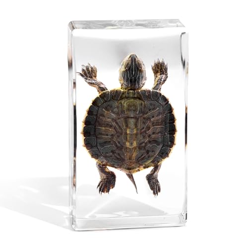Taxidermy Turtle, Real Taxidermy Turtle in Resin, Real Turtle Specimens in Resin Paperweight Crafts for Specimen Collector, Ocean Lover, Family or Friends, 2.87 x 1.61 x 0.78 inch (A-1PCS)