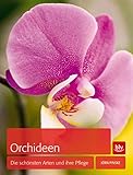  Orchideen: Die schönsten Arten und ihre Pflege