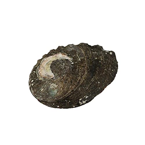 Concha natural de perlas de agua dulce ostra nácar decoración náutica concha de almeja de playa para joyas de bricolaje (color: B, tamaño: libre) (C libre)