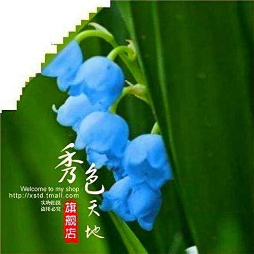 薄黄色 50個入りスズランの花の種屋内珍しい鈴蘭の種豊かな香り盆栽の花の種キュートで美しい植物 安心と信頼