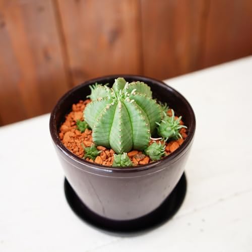 Amazon.co.jp: はなみどり 多肉植物 ユーフォルビア カメレオン  