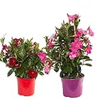 Pack 2 Dipladenias o Mandevillas Roja y Rosa - Altura 45 cm -Planta Natural - Planta Viva - DIPLADENIAS SPG