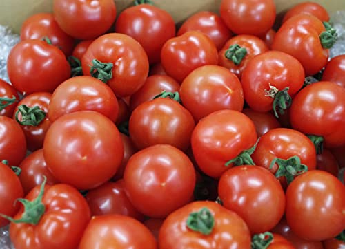 w Store Vegetables Fruits フルティカ ミディートマト フルーツトマト 中玉トマト 規格品 1kg【ギフト対応 母の日/父の日 内祝い お中元 お歳暮】 2枚目