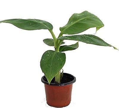 Truly Tiny Banana Plant Tree Musa Great Fruit 4" Pot Garden New