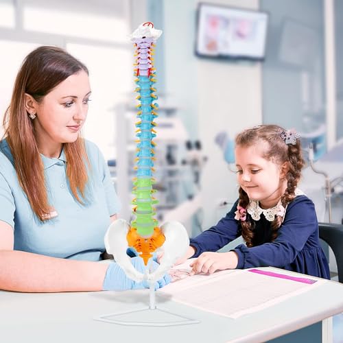 Image of SKUMOD Life Size Colored Spine Anatomy Model, 34 inch Flexible Colored Anatomical Human Spine Model with Vertebrae, Nerves, Arteries, Lumbar and Pelvis, Medical Spine Model with Brackets and Instructions