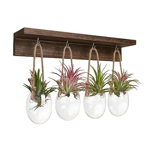 ohohFLOWER 4 Pcs Wall Hanging Glass Plant Stand Indoor, Desktop Propagation Stations Plant Pot Wall Vase with Wooden Stand Eggshell Shape-Water Planting Air Plant Containers