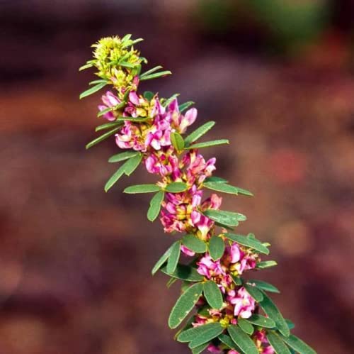 Chuxay Garden 100 Seeds Lespedezathunbergii,Bush Clover Seed,Thunberg Bush Clover Deciduous Shrub Lovely Pink Flowers Great For Garden And Patio #TOP2