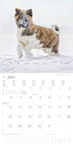 Alpha Edition - Welpen 2025 Broschürenkalender, 30x30cm, Wandkalender mit Platz für Notizen und Termine, schöne Motive von süßen Welpen, Monatsübersicht und Ferientermine DE/AT/CH