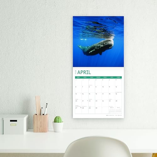 Bright Day Calendars Calendário de parede mensal das baleias 2025 – presente bonito para fotografia