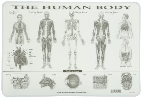 Painless Learning Human Body Placemat