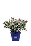 eGarden.store