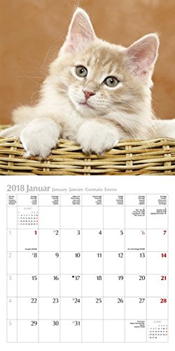 Cats 2018. Broschürenkalender: Broschürenkalender